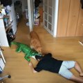 飼い主が『ワニに襲われてるドッキリ』してみたら、猫と犬が…部屋に入…