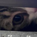 パソコンで勉強をしていると、猫が…いろいろな角度から見てくる『可愛すぎ…