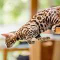 『活発で運動神経がいい』猫種ランキングTOP5　それぞれの特徴や飼う…