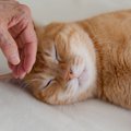 猫をなでなで好きに育てる『正しい撫でテク』7つのポイント　逆に避け…