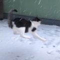 『はじめての雪』に保護猫たちの反応は……思い思いに楽しむ様子が可愛すぎ…