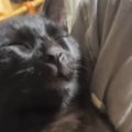黒猫がお姉ちゃんに抱っこされると…他の家族には見せない『可愛すぎる…