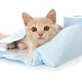 猫用トイレシートの利点と猫砂からの切り替え方