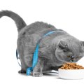 猫が『過食』になってしまう原因5つ　なぜ食べすぎるの？改善策も解説