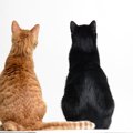 猫も『肩がこる』ことはあるの？考えられる原因や3つの解消法をご紹介