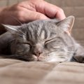 本当は「人が好き！」猫の行動の実験で分かった事