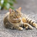キジトラとどこが違う？『麦わら猫』の特徴と魅力を解説　実はほとん…