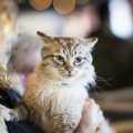 猫が苦手なお手入れ5つと克服法