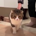 パパさんの帰宅を待ちわびる猫さん。4日ぶりの再会にツンデレを発揮し…