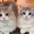 洗い物をしていると、2匹の猫がやって来て…ニヤけずにはいられない『幸せ…