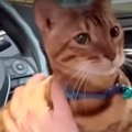 運転席に座って早く帰りたいアピールの猫くん！