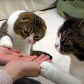 おやつが消える手品を披露♡猫ちゃんたちの反応は？