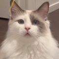ママと遊んでいるときは『穏やかな表情の猫』→パパ相手だと…別猫のよ…