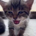 眠たくなった『赤ちゃん猫』→大きな声で鳴き始めて…とんでもなく尊い…