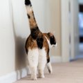 猫があなたに『しっぽで触れてくる』ときの心理5選　伝えたいことがあるの…