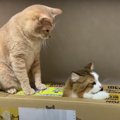 ヤベッ！が時すでに遅しな猫ちゃん