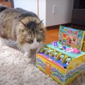 猫ちゃんvsワニワニパニック！勝つのはどっち？