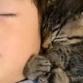 ソファを見たら、『赤ちゃんと子猫たち』が集まっていて…とんでもなく尊い…