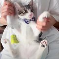 子猫が『ひき肉です』してみたら…反応が可愛すぎると1万500再生の反響…