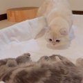 パパ猫が『初めて赤ちゃん猫と対面した』結果…可愛すぎる反応にほっこ…