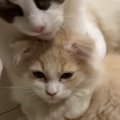 同居猫への愛が溢れすぎた猫→『毛づくろい』をした結果…まさかの光景に爆…