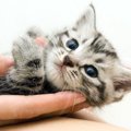 猫の『甘やかし度』を3段階のレベルでチェック！甘やかしすぎると起こ…