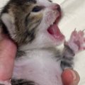 ぐったりして鳴きもしなかった子猫→保護から2週間…感動の『ビフォーアフタ…