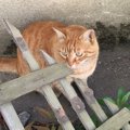 人懐っこい野良猫と触れ合う時のNG行為５つ