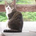 涼しいところはどこかニャ？初夏に快適な場所を探す猫ちゃん