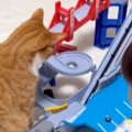 トミカに興味津々な猫→じっと眺めていると…男の子大爆笑の『まさかの…