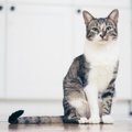 愛猫の『座り方』でわかる4つの心理　信頼や警戒のサインが隠れている？