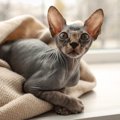【獣医師監修】スフィンクスってどんな猫？特徴や性格から飼う前の注意点…