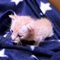 母親に置き去りにされたガリガリの子猫→命を救うため、懸命にお世話し…