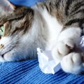 猫が紙を食べた！これって大丈夫？危険な３つの症状や対処法