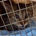 『ダメだったか…』保護子猫のトライアル最終日、『返却』を覚悟した瞬間……