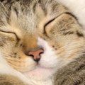 ふと仲良しな兄妹猫の様子を見てみると…思わぬ『フォルム』と『尊すぎる光…
