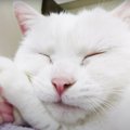 かわいすぎ♡5匹の猫さんの肉球コレクション！