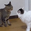 子猫の喧嘩とは迫力が違う！ヘビー級大人猫ちゃん達の取っ組み合い