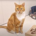 匂いマニアな猫ちゃん、紙袋でフレーメン？！