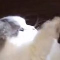 飼い主の手を見つめるネコ→次の瞬間…ほっこりする『息ぴったりのやり…