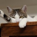 猫が棚の上の物をよく落とす７つの心理