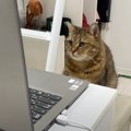 『リモート会議をしていた飼い主』→少し席を外した瞬間に、『猫』が…思わ…
