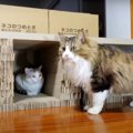 『めちゃめちゃあるニャン！』猫ちゃんの爪とぎが大量すぎる！？