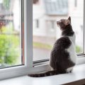 猫にとって『窓の結露』が危険な理由5つ　起こりうるトラブルや舐めさ…