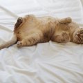 猫が人の『布団を奪ってくる』理由4選　なぜ横取りするの？対策方法までご…