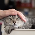 猫は『同居猫の死』をどう感じる？起こり得る行動の変化3選とペットロ…