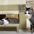 おねだん以上の猫ハウス♡みんにゃでとっても盛り上がった結果…