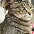『猫をカッコよくするアイテム』を自作してみた結果…まさかの"雰囲気…