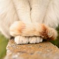 猫が『前足を揃えてお座り』している時の心理２つ