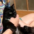 猫の『夏毛と冬毛の違い』を比較してみた結果…別人すぎる変化に驚愕の声続…